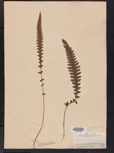 Dryopteris