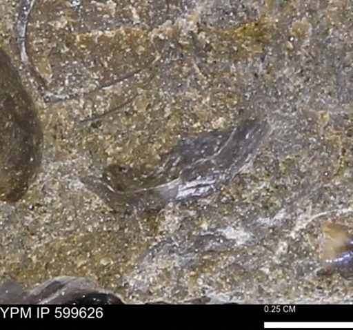 undet. Bivalvia