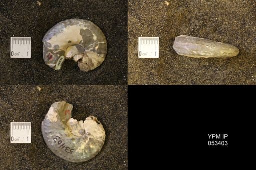 Discoscaphites conradi