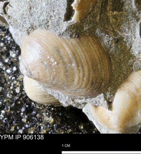 Limopsis striatopunctatus