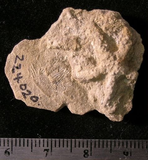 Asteriacites lumbricalis