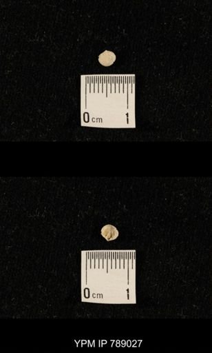 undet. Brachiopoda