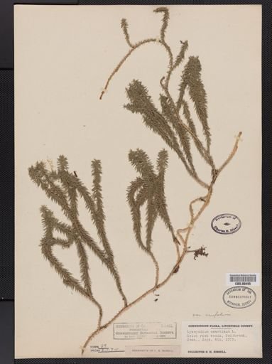 Lycopodium annotinum