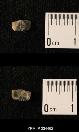 Mesolobus lioderma