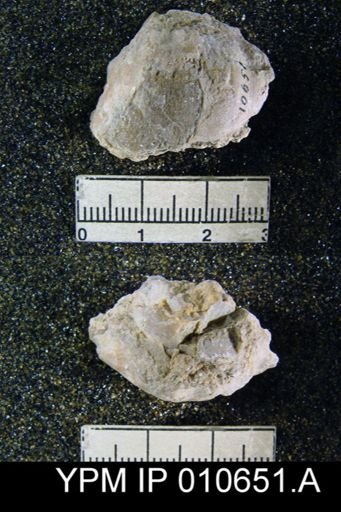 Productus hessensis