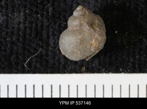 Viviparus montanaensis