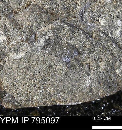 undet. Bivalvia