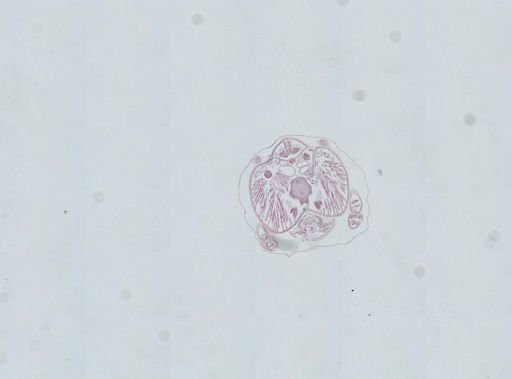 Prenolepis imparis