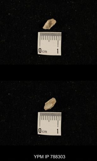 taxon undetermined