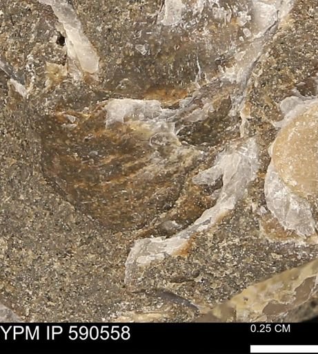 Ostrea translucida?