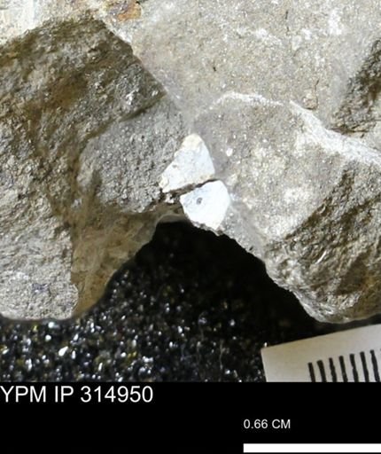 undet. Scaphitidae