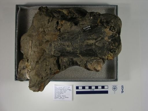 Diplacodon emarginatus