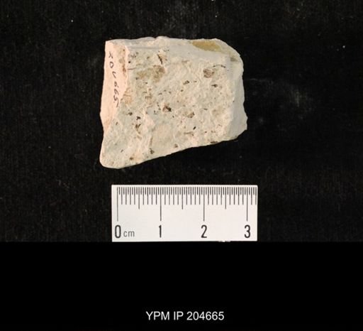 undet. Hexapoda