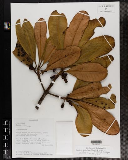 Plantae