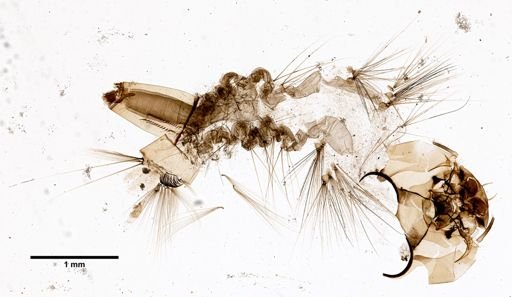 Aedes sollicitans