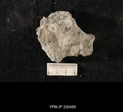 Strophomena sp.