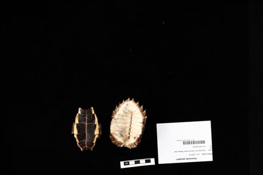 Geoemyda spengleri