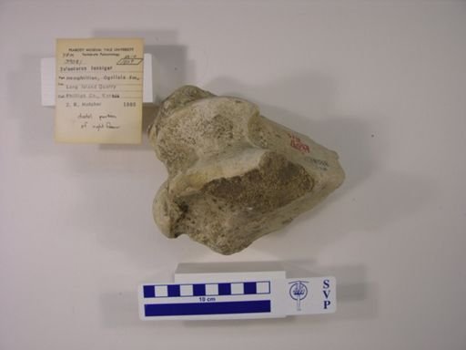 Teleoceras fossiger