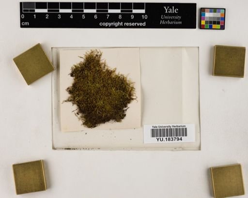 Plantae