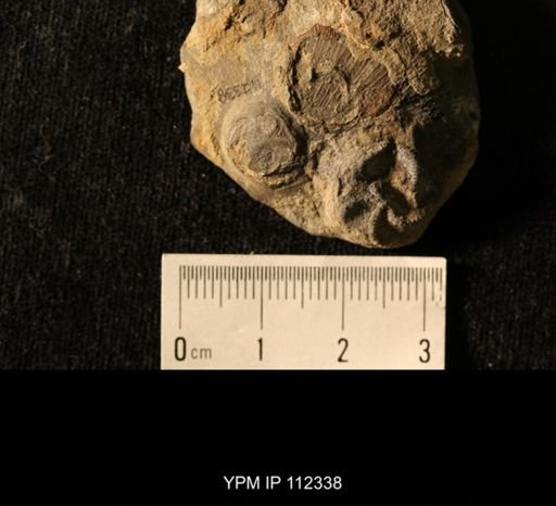 Isorophus cincinnatiensis