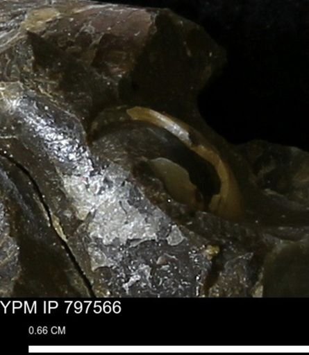 undet. Gastropoda