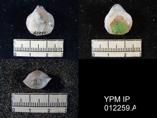Composita emarginata affinis