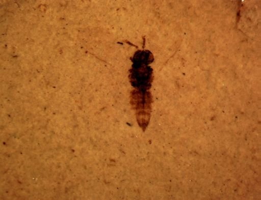 undet. Hymenoptera