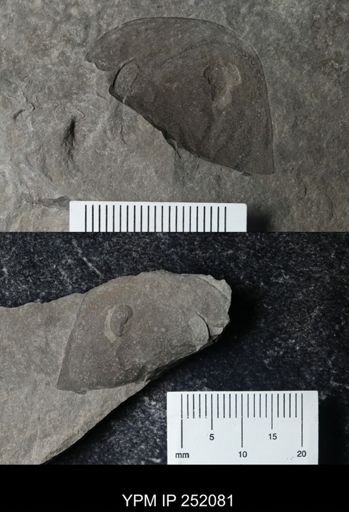 Eurypterus sp.