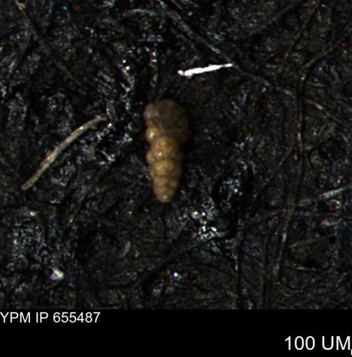 Verneuilina canadensis