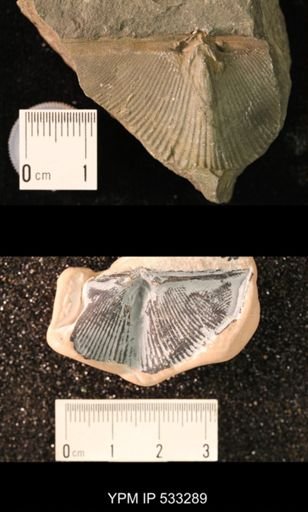 Cyrtospirifer sp.