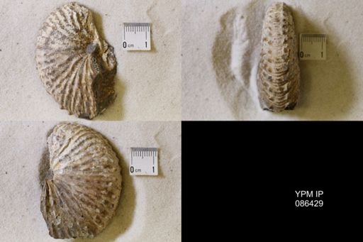 undet. Scaphitidae