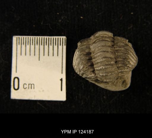 Phacops rana