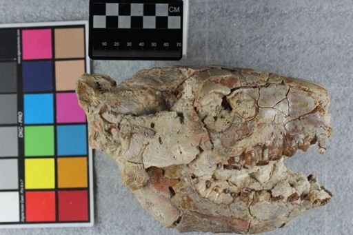 Merycoidodon culbertsoni culbertsoni