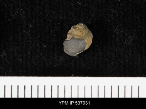 Viviparus montanaensis