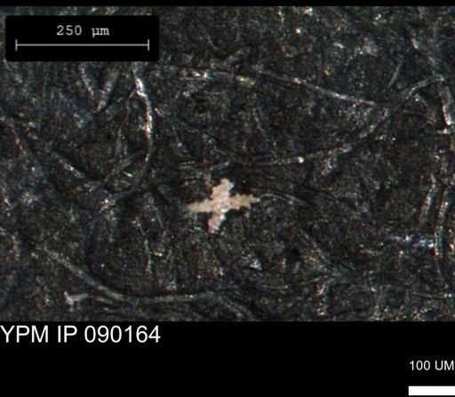 undet. Porifera