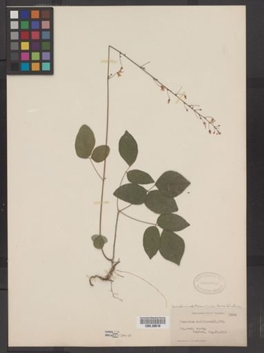 Desmodium nudiflorum