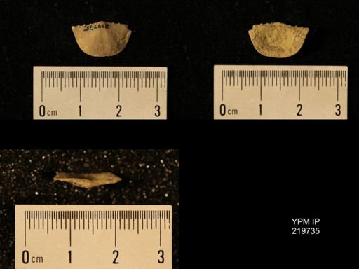 Chonetes granulifer
