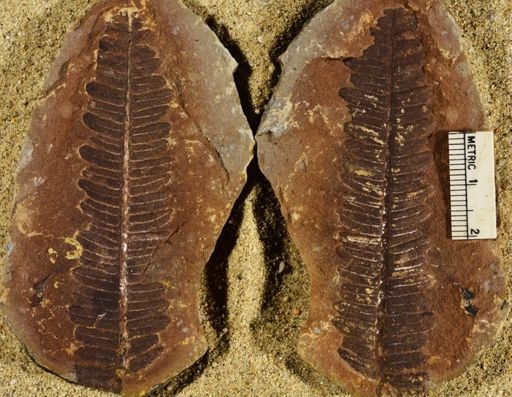 Pecopteris