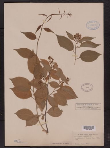 Celastrus scandens