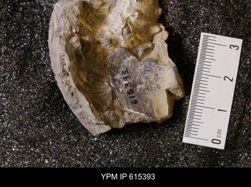 Inoceramus sp.