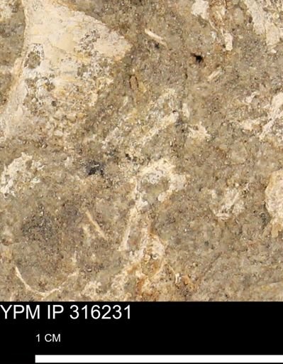 undet. Mollusca