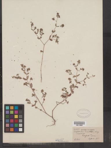 Euphorbia vermiculata