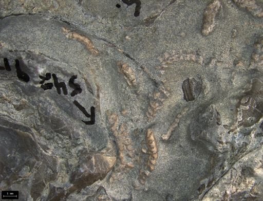 Aplocoma damesii