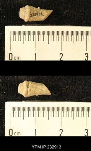 Archaeocidaris sp.