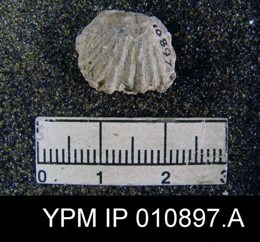 Meekella attenuata