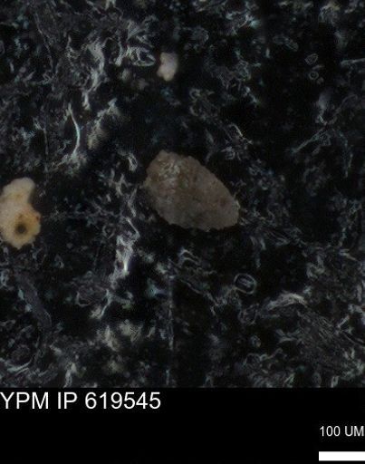 undet. Foraminiferida