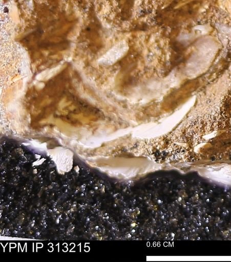 undet. Bivalvia