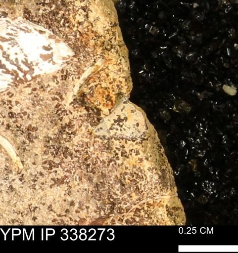 undet. Bivalvia