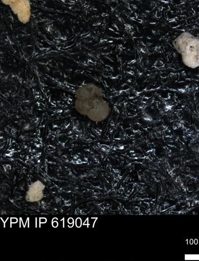 undet. Rugoglobigerinidae