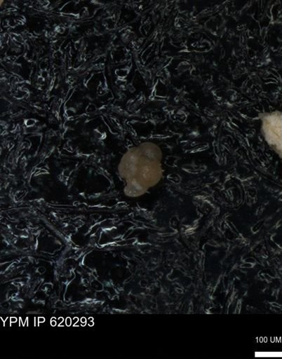 undet. Foraminiferida